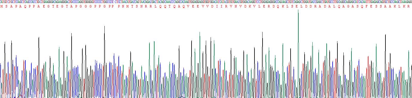 囊泡关联膜蛋白1(VAMP1)重组蛋白