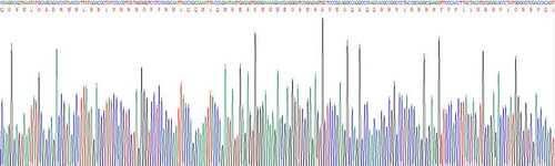 Y-框结合蛋白1(YBX1)重组蛋白