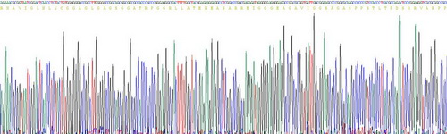 Bcl2相关髓细胞白血病序列1(MCL1)重组蛋白