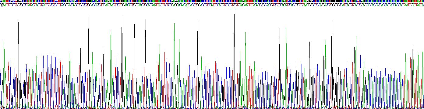 5-羟色胺转运蛋白(SERT)重组蛋白