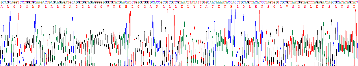 成纤维细胞生长因子3(FGF3)重组蛋白