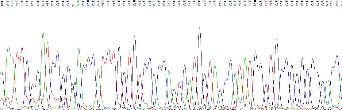 成纖維細(xì)胞生長(zhǎng)因子8(FGF8)重組蛋白