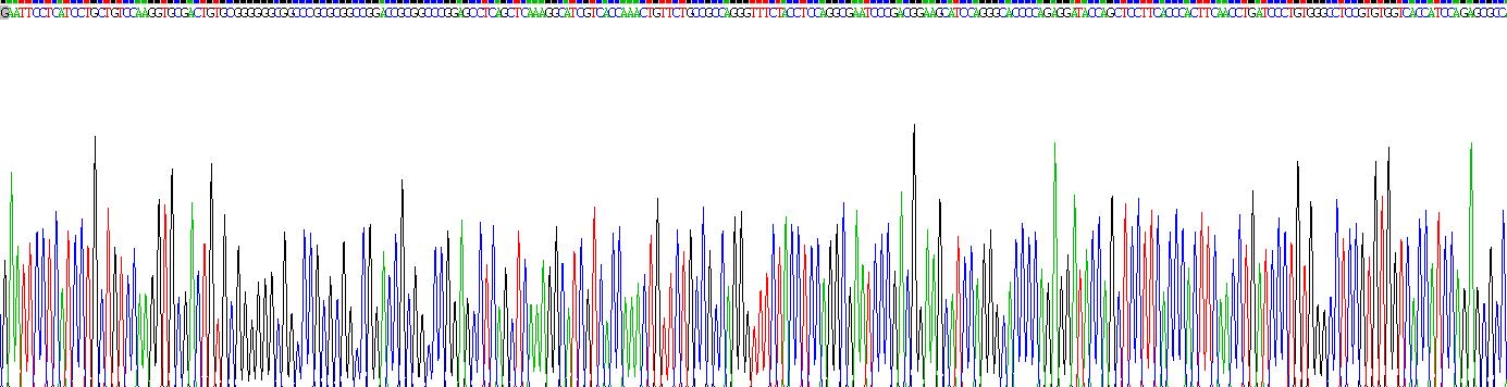 成纤维细胞生长因子11(FGF11)重组蛋白