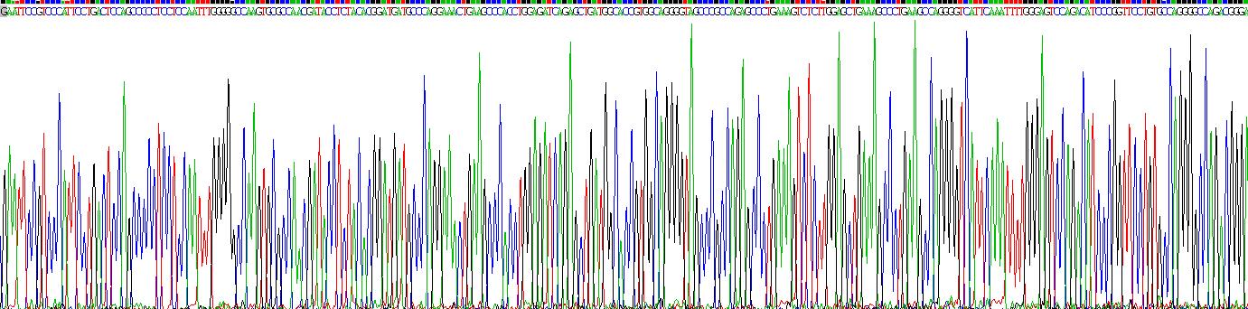 成纤维细胞生长因子21(FGF21)重组蛋白