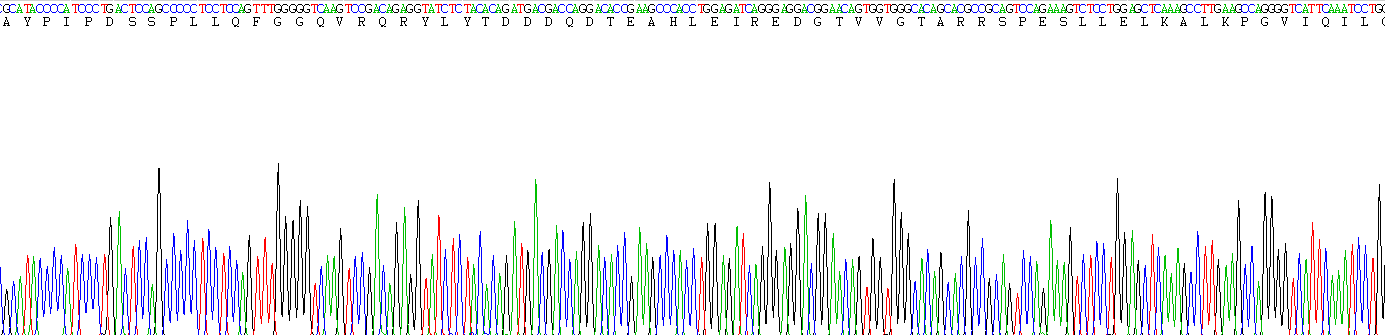 成纤维细胞生长因子21(FGF21)重组蛋白