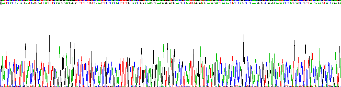 癌胚抗原相关细胞粘附分子1(CEACAM1)重组蛋白