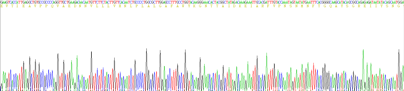 癌胚抗原相关细胞粘附分子1(CEACAM1)重组蛋白