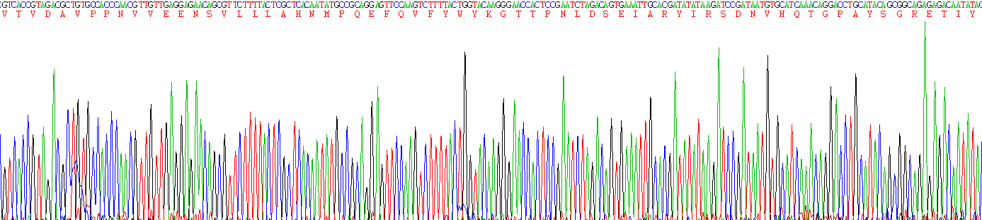 癌胚抗原相關(guān)細(xì)胞粘附分子1(CEACAM1)重組蛋白