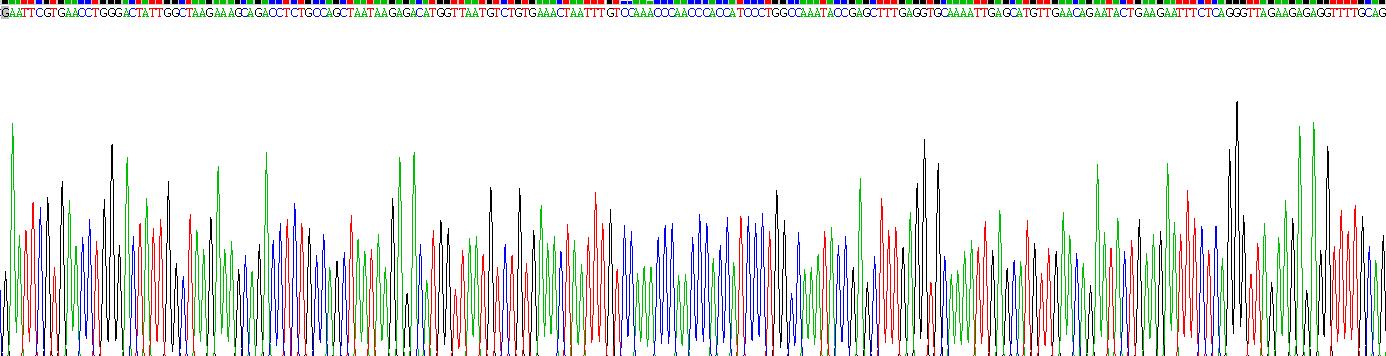 多聚ADP核糖聚合酶4(PARP4)重组蛋白