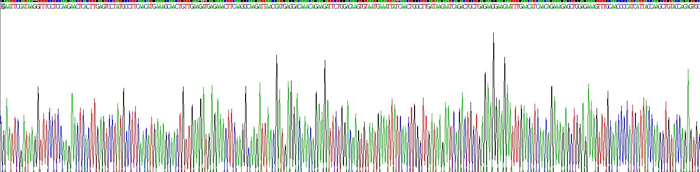 70kDa热休克蛋白8(HSPA8)重组蛋白