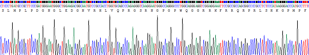 爱帕琳肽(APLN)重组蛋白
