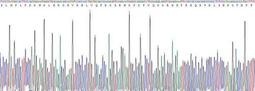 愛帕琳肽(APLN)重組蛋白
