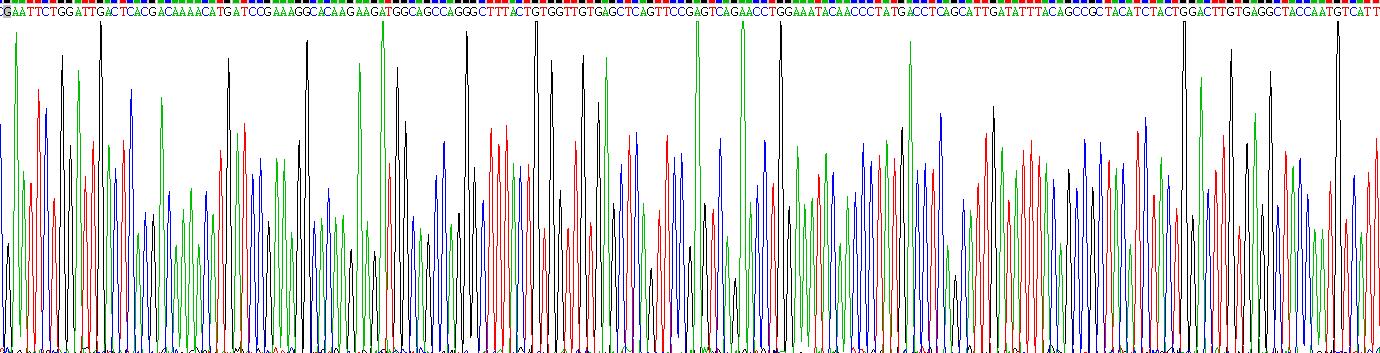 低密度脂蛋白受體相關(guān)蛋白6(LRP6)重組蛋白