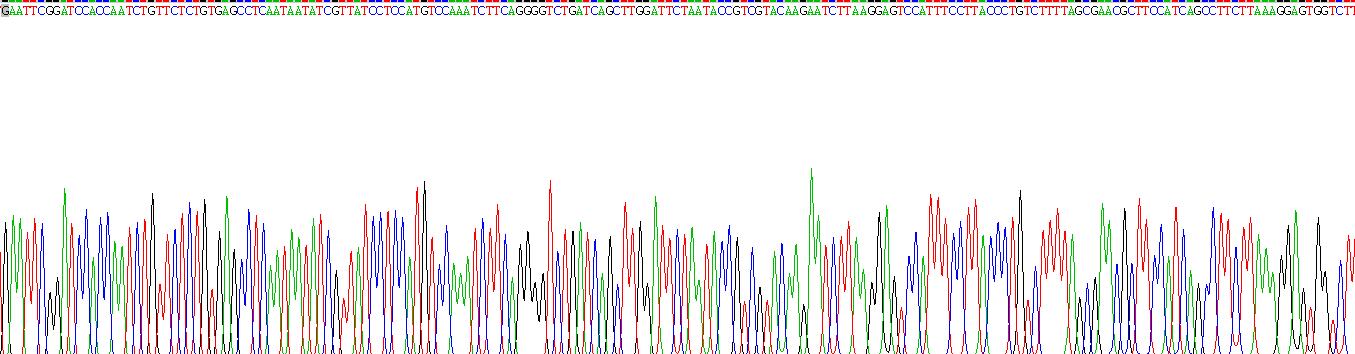 烟碱型胆碱受体α6(CHRNa6)重组蛋白