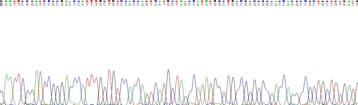 烟碱型胆碱受体β4(CHRNb4)重组蛋白