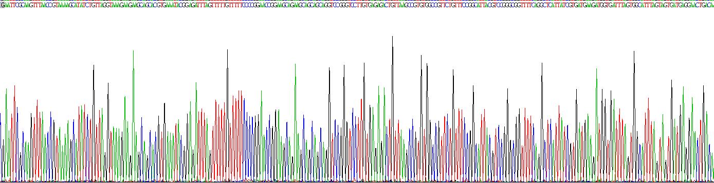 死骨片1(SQSTM1)重组蛋白