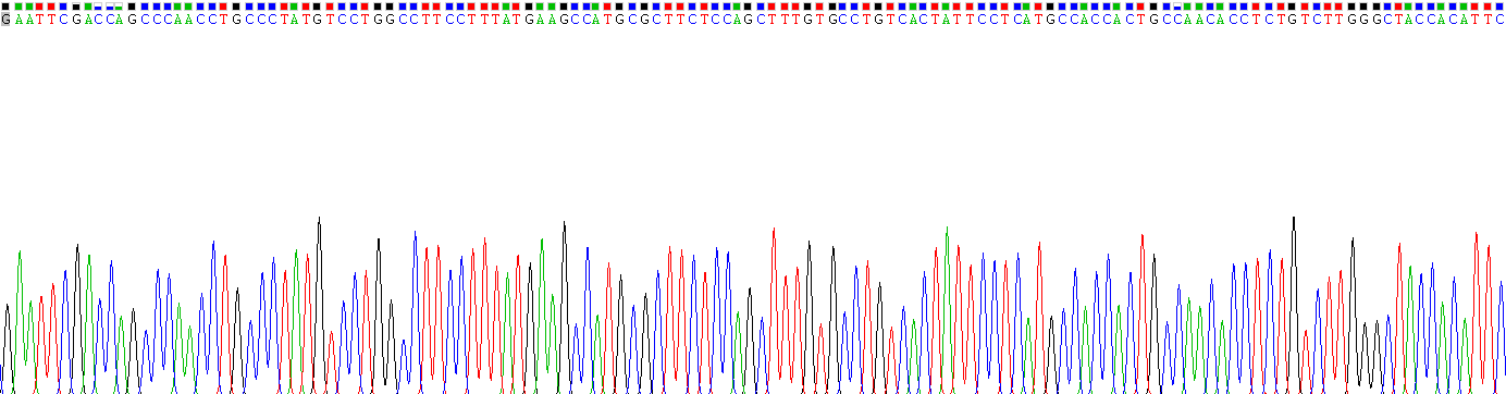 細(xì)胞色素P450家族成員1B1(CYP1B1)重組蛋白