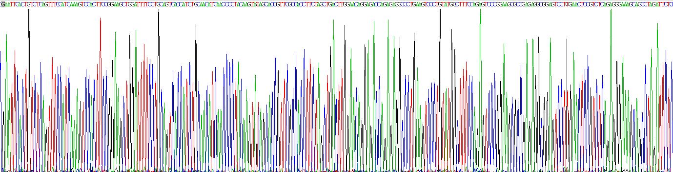 阿米洛利敏感钠离子通道蛋白1γ(SCNN1g)重组蛋白