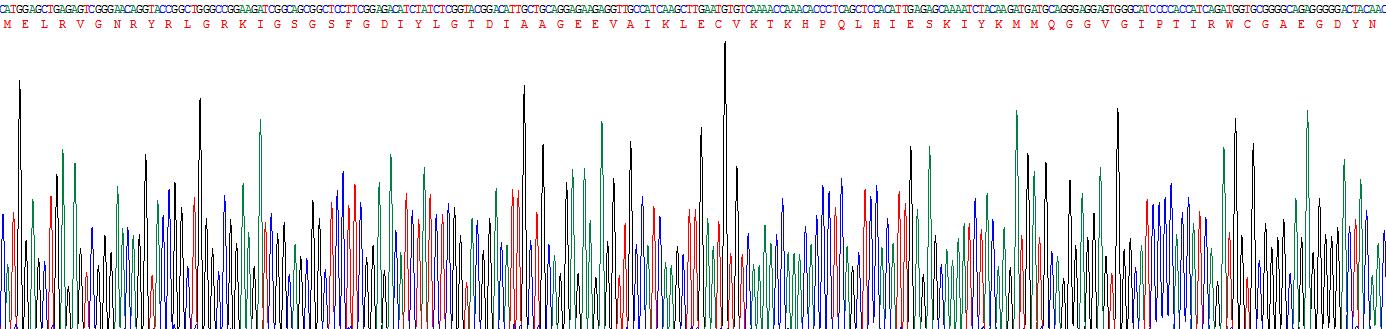 酪蛋白激酶1δ(CSNK1d)重组蛋白