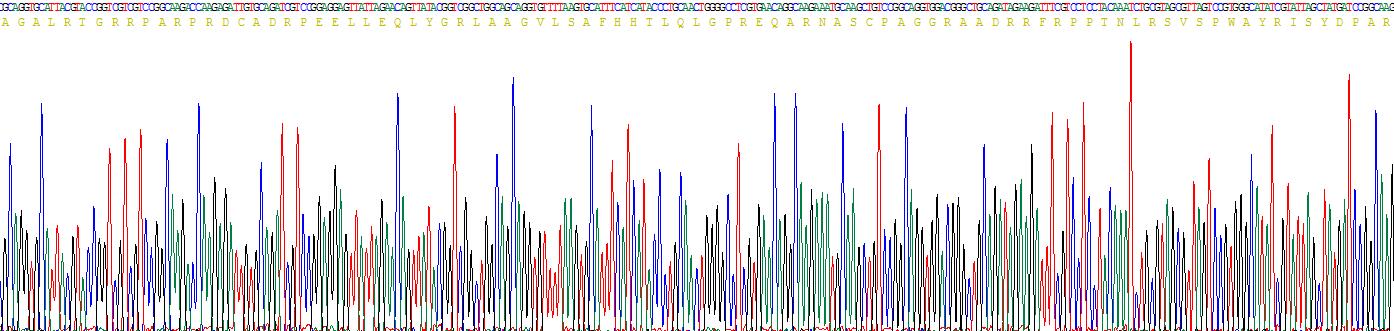白介素17D(IL17D)重组蛋白