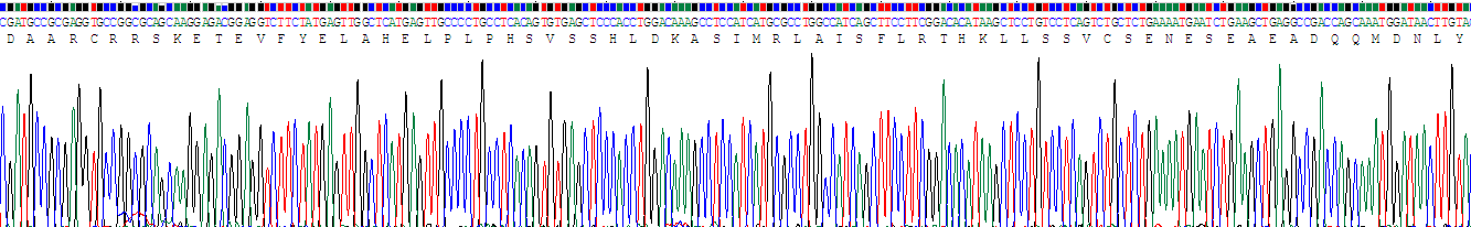 低氧誘導(dǎo)因子2α(HIF2a)重組蛋白