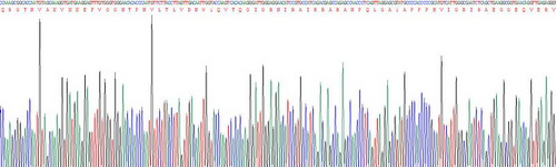 载脂蛋白L2(APOL2)重组蛋白