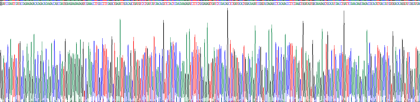 90kDa热休克蛋白αA1(HSP90aA1)重组蛋白