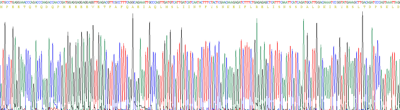 90kDa热休克蛋白αA1(HSP90aA1)重组蛋白