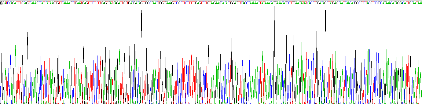 ATP结合盒转运蛋白C9(ABCC9)重组蛋白