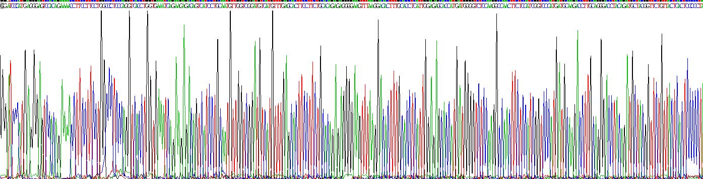 杀伤细胞免疫球蛋白样受体2DL3(KIR2DL3)重组蛋白