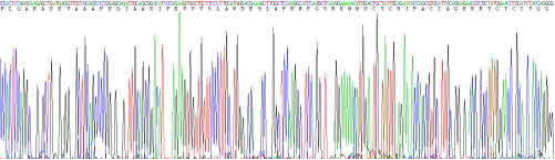 防御素α3(DEFa3)重组蛋白
