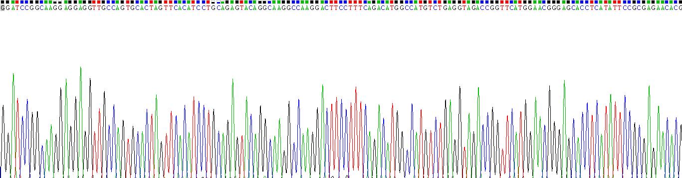 突觸Ras GTP酶激活蛋白1(SYNGAP1)重組蛋白