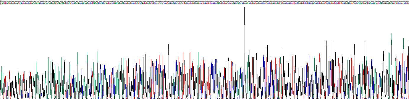 溶質(zhì)載體家族7成員9(SLC7A9)重組蛋白