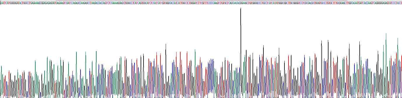 溶質(zhì)載體家族7成員9(SLC7A9)重組蛋白