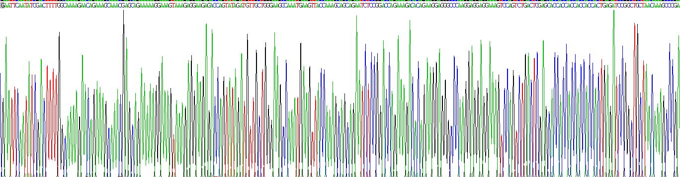 溶质载体家族16成员1(SLC16A1)重组蛋白