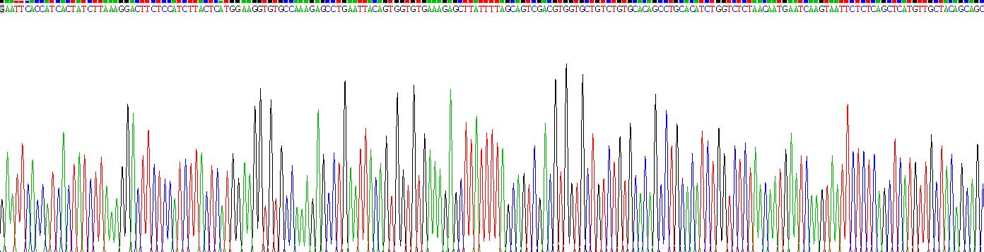 溶質(zhì)載體家族30成員8(SLC30A8)重組蛋白