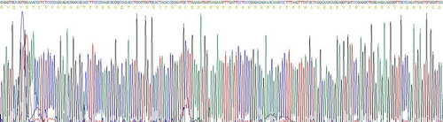 FK506结合蛋白1A(FKBP1A)重组蛋白