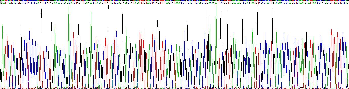 白介素15受体α(IL15Ra)重组蛋白
