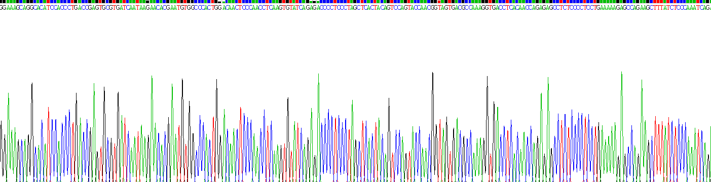 白介素15受体α(IL15Ra)重组蛋白