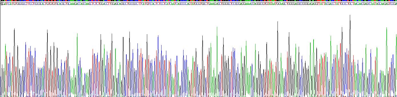 醛脱氢酶7家族成员A1(ALDH7A1)重组蛋白