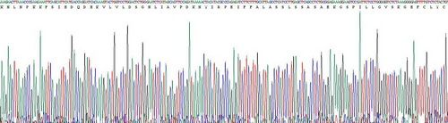 白介素1ζ(IL1z)重组蛋白