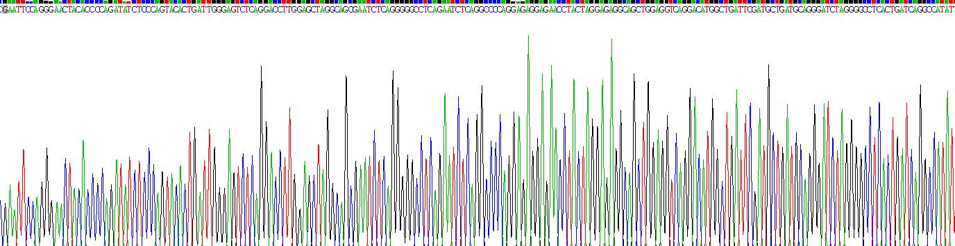 组蛋白脱乙酰基酶6(HDAC6)重组蛋白