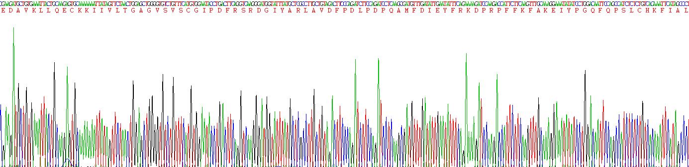沉默调节蛋白1(SIRT1)重组蛋白
