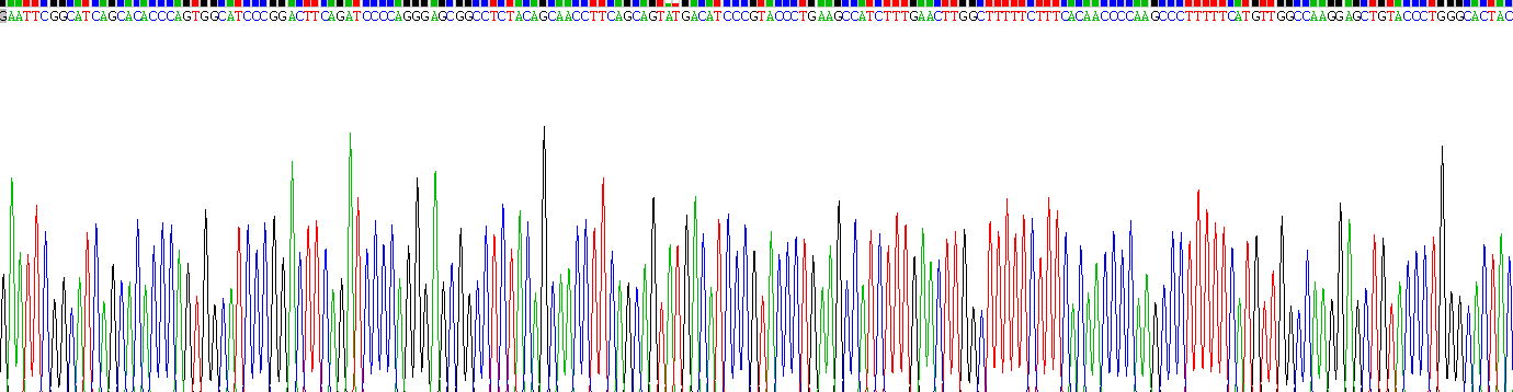 沉默調(diào)節(jié)蛋白3(SIRT3)重組蛋白