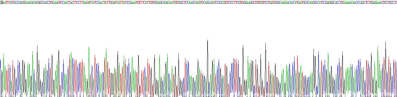 核糖体蛋白大P0(RPLP0)重组蛋白