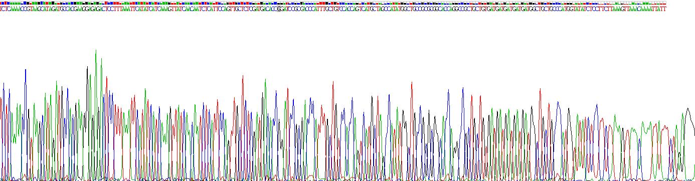 真核翻译起始因子4A2(EIF4A2)重组蛋白