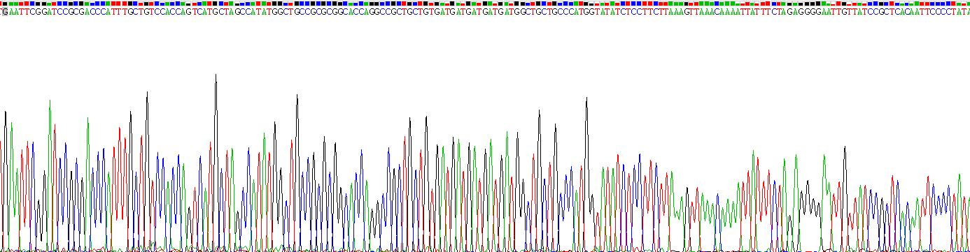 封閉蛋白5(CLDN5)重組蛋白