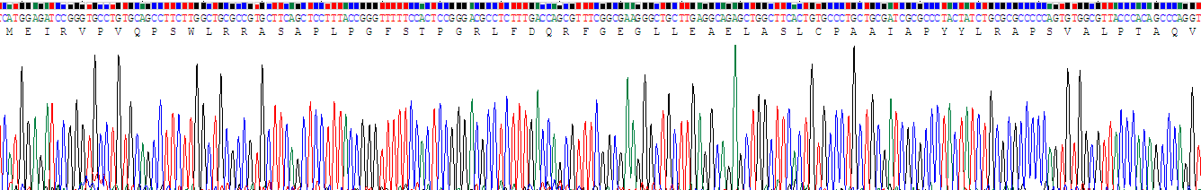 熱休克蛋白β6(HSPb6)重組蛋白