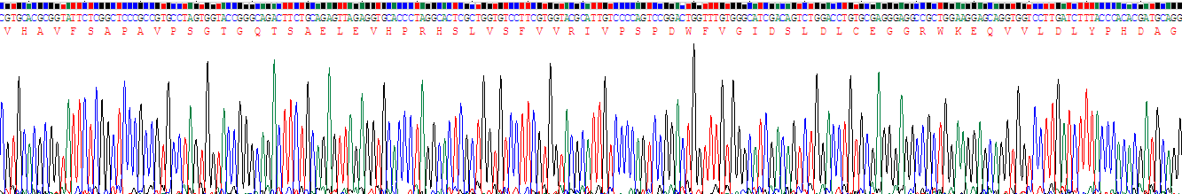 脊椎蛋白2(SPON2)重组蛋白