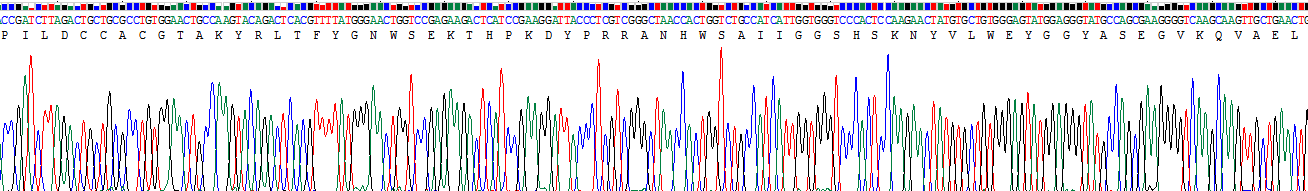 脊椎蛋白1(SPON1)重組蛋白